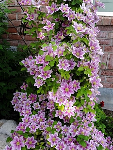 Клематис Биз Джубили