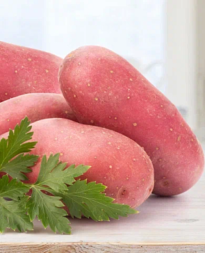 Семенной Картофель Аляска