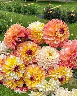 Георгин декоративный Дабл Джилл