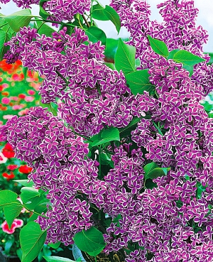 Сирень обыкновенная Сенсация