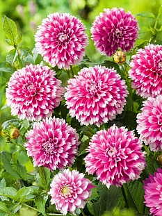 Георгин декоративный Фаззи Ваззи