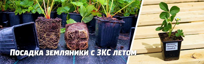Высадка земляники (клубники) летом с ЗКС: особенности посадки и ухода