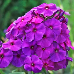 Флокс метельчатый Перпл Парадайз