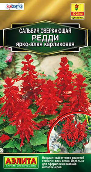 Семена Сальвия карликовая Редди ярко-алая. Отличается ранним и равномерным цветением. Соцветия крупные и плотные. Ярко-алые цветки обильно покрывают центральный побег, а изумрудные листья сосредоточены в его нижней трети. Растения карликовые – высотой 20-25 см. Сорт Редди подойдет для составления смешанных цветочных вазонов в саду и контейнеров на балконе. Плотные, групповые посадки сальвии оживят и украсят цветники различных типов.<br>
 <br>
 В фазе трех-четырех пар листьев проводят формирующую при щипку рассады для лучшего кущения. Посадки размещают на солнечных участках. Сальвия предпочитает хорошо дренированные, умеренно плодородные почвы среднего мех состава с нейтральной кислотностью. Не любит переувлажнения.<br>