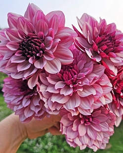 Георгин декоративный Крем де Кассис