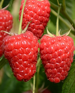 Саженцы Малина Маравила