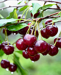 Саженцы Вишня Загарушка