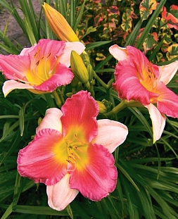 Лилейник Файнал Тач