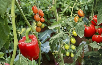 Как ускорить созревание томатов и перцев в конце лета, простые и эффективные приемы Как ускорить созревание томатов и перцев в конце лета, простые и эффективные приемы