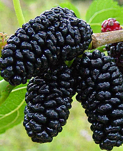 Саженцы Шелковица Галиция