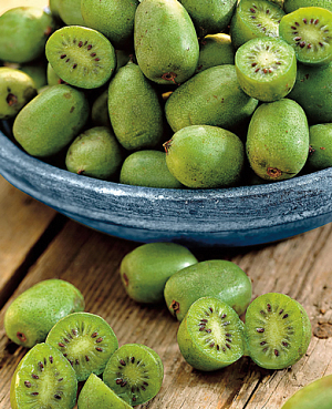 Саженцы Актинидия остролистная Иссаи