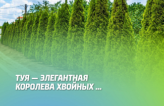 Туя - элегантная королева хвойных.