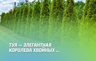 Туя - элегантная королева хвойных.