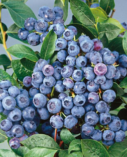 Саженцы Голубика БЛЮКРОП