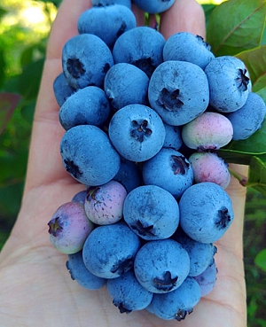 Саженцы Голубика Река