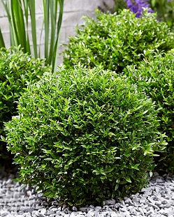 Саженцы Жимолость блестящая Гарден Клаудс Грин Бриз