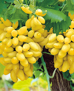 Саженцы Виноград Плевен