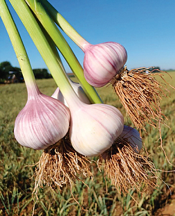 Чеснок озимый Комсомолец 10шт