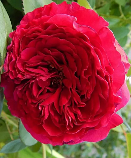 Роза флорибунда Роза 4-х ветров