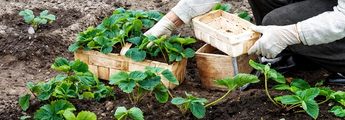 Осенние посадки земляники - залог рекордного урожая будущего года Осенние посадки земляники - залог рекордного урожая будущего года