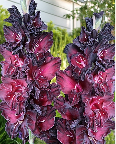 Гладиолус Ром и Кола