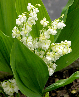 Ландыш Пролификанс