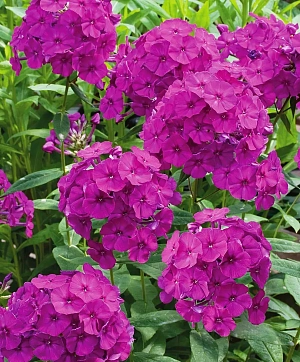 Флокс метельчатый Венди