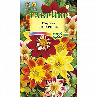 Семена Георгина Коларетте