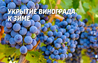 Укрытие винограда на зиму: подготовка, правила и сроки