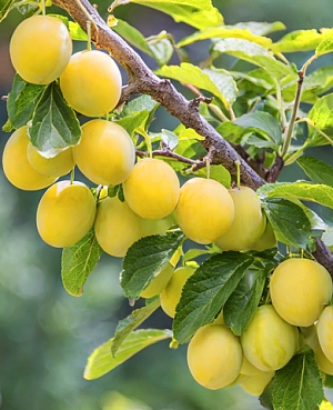 Саженцы Слива Ренклод колхозный