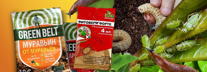 КАК БОРОТЬСЯ С ГЛАВНЫМИ ВРЕДИТЕЛЯМИ И БОЛЕЗНЯМИ САДА В МАЕ