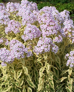 Флокс метельчатый Нора Лей