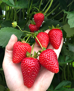 Саженцы Клубники (Земляники) Азия