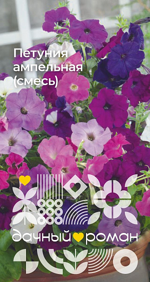 Семена Петуния ампельная (смесь)

Необыкновенно красивое растение с повислыми прочными гибкими побегами длиной до 80 см. Молодые кустики прямостоячие. В течение сезона побеги вытягиваются, свешиваются и покрываются крупными цветками, до 8 см в диаметре, образуя настоящую пышно - цветущую лавину. Выращивают рассадным способом. Используется для вертикального озеленения балконов, лоджий, террас в подвесных кашпо.