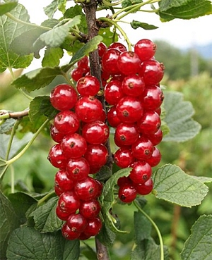 Саженцы Смородина Ильинка