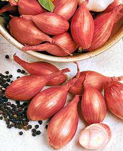 Лук семейный (шалот) Макарьевский