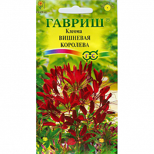 Клеома Вишневая королева Клеома Вишневая королева