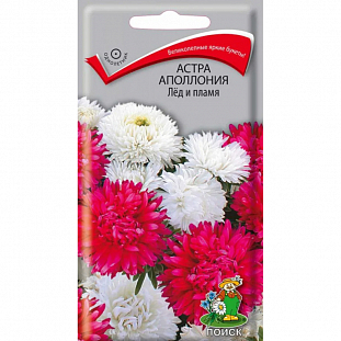 Семена Астра Апполония Лед и пламя