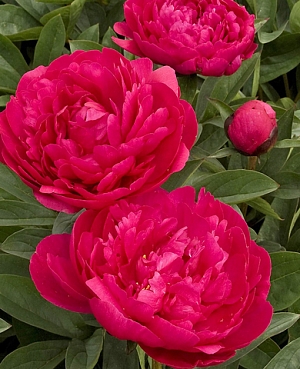 Пион травянистый Канзас