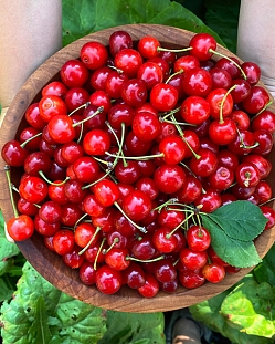 Саженцы Вишня Маяк