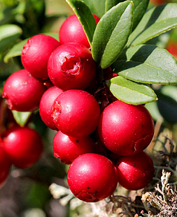 Саженцы Брусника Ред Перл