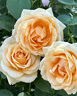 Роза чайно-гибридная Пич Аваланш