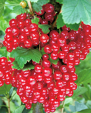 Саженцы Смородина Уральская красавица