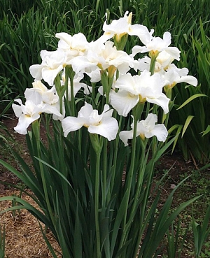 Ирис сибирский Свонс ин Флайт