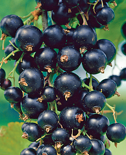 Саженцы Смородина черная Ориана