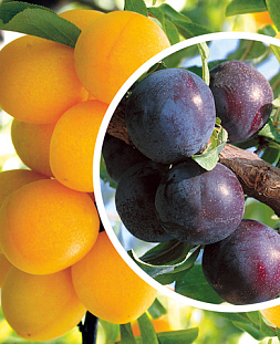 Саженцы Слива комплект №2 (слива русская): Степная синяя, Подарок Санкт-Петербургу