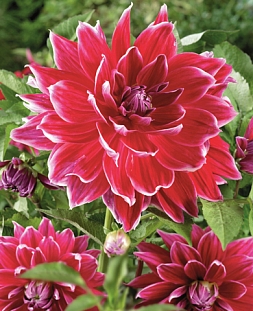 Георгин крупноцветковый Меро Стар