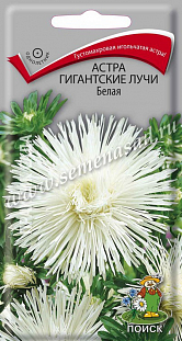 Семена Астра Гигантские лучи Белая