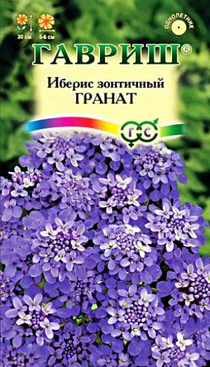 Семена&nbsp; Иберис Гранат<br>
 <br>
 Медовый аромат, обильное цветение.Однолетнее низкорослое растение высотой до 30 см из семейства Крестоцветные. Быстро образует кустик, усыпанный шапками зонтиковидных соцветий диаметром 5-6 см, фиолетового цвета, состоящих из мелких душистых цветков. Цветет с июня в течение 2-х месяцев. Иберис неприхотлив, зимостоек, предпочитает дренированные легкие&nbsp; суглинистые почвы и хорошо освещенные места. Выращивают посевом в открытый грунт в мае или под зиму на глубину 0,5 см.&nbsp; &nbsp;Также выращивают рассадным способом. Рекомендуется для бордюров, миксбордеров, рокариев, оформления края садовых дорожек.&nbsp;<br>