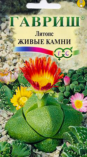 Семена Литопс Живые камни.
Небольшие бесстебельные листовые суккуленты из семейства Мезембриантемовые. Большая часть растений погружена в почву. 
Надземная часть – два толстых листа, сросшихся в столбик высотой до 20-50 мм. 
Вершина его испещрена узорами, коническая, выпуклая или плоская, разделена щелью, из которой появляются цветонос и новые листья.
 Смена листьев происходит ежегодно с марта по май, прошлогодние при этом засыхают. 
Цветут в июле – ноябре, цветки белые или желтые (изредка оранжевые) 2,5 - 3 см в диаметре, иногда душистые, раскрываются во вторую половину дня. В июле – августе растения отдыхают. 
С сентября по декабрь снова начинают расти. В ноябре-декабре полив литовсов уменьшают и прекращают, содержат их при температуре 12-15 °C. 
Поздней весной, когда появляется пара новых листьев. поливы постепенно возобновляют. 
Литопсы не подкармливают или вносят удобрения для кактусов в половинной концентрации. 
Им полезно опрыскивание в послеобеденные часы в жаркие летние дни. 
Через несколько лет растения разрастаются в целую колонию, которую пересаживают в емкость с хорошим дренажем. 
Субстрат составляют из листовой земли и песка в равных частях. 
Требовательны к освещению, весной их притеняют от ярких солнечных лучей. Литопсы легко размножаются семенами. 
Посев производят в смесь торфа и песка, сверху чуть присыпая песком, выдерживая температуру 20°C. 
